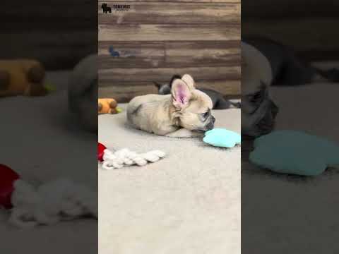 Video 3