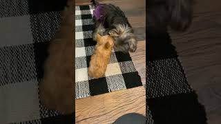 Yorkillon Puppies Videos