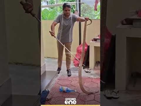 അടുക്കളയിൽ മൂർഖൻ; തിരുവനന്തപുരം ശ്രീകൃഷ്ണപുരത്തെ വീട്ടിൽ നിന്ന് പാമ്പിനെ പിടികൂടുന്ന ദൃശ്യങ്ങൾ