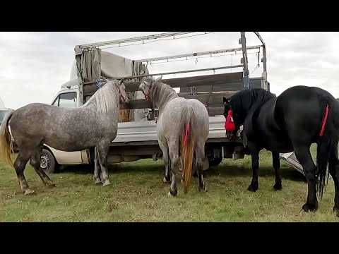 Caii lui Dani de la Șugatag-Maramureș 2022