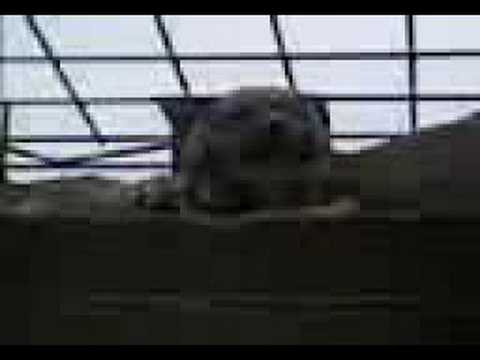 al perro también le gusta el pan