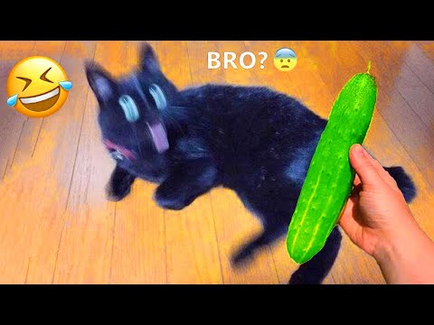 You laugh, you lose! 😂🤣 Funniest dogs and cats of 2025 🐶😹