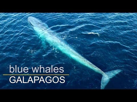 Blauwale in Galapagos