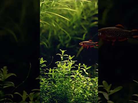 Meet the Celestial Pearl Danio 🐠