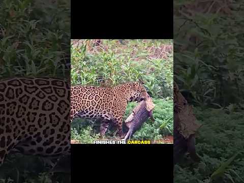 Jaguar Kills 2 Caimans Effortlessly.