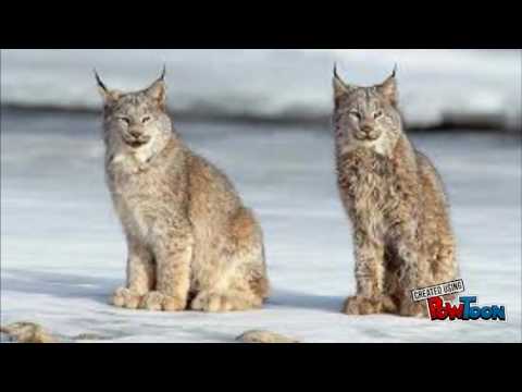 Haida"children of Eagle &Raven