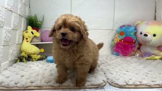 ハーフ犬の動画01