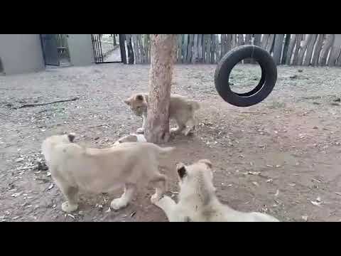 Lions v/s dog