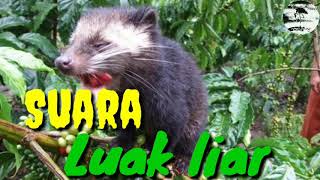 Download lagu Suara Luwak/Musang di alam liar, untuk suara pikat di jamin poin mp3 Download lagu Suara Luwak/Musang di alam liar, untuk suara pikat di jamin poin mp3