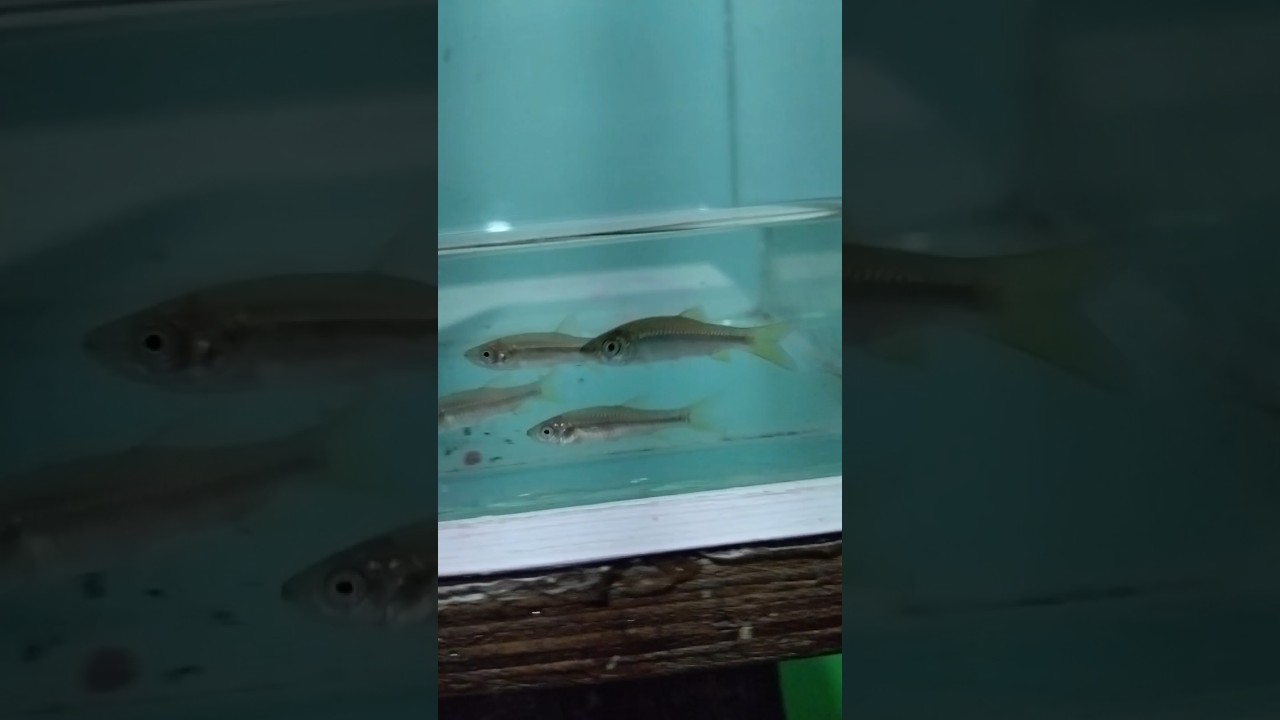 Wild Fish || Pencil Fish  #fish