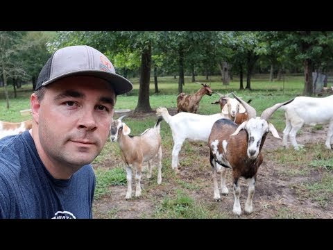 YouTube video about: Can goats eat rabbit pellets?