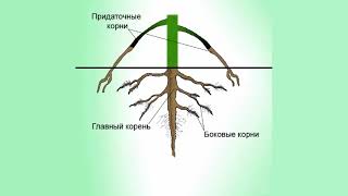 Значение корней в жизни растения