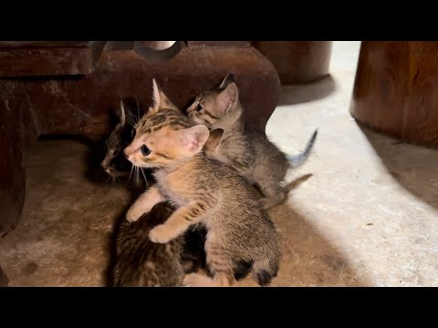 Rashi doesn't want to breastfeed her baby.