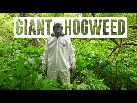 Why the Giant Hogweed Is Such a Dangerous Plant