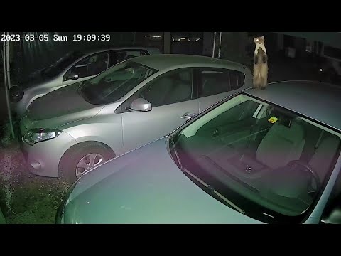 Marder lieben Autos und markieren es  - Martens love cars (All-Vid)