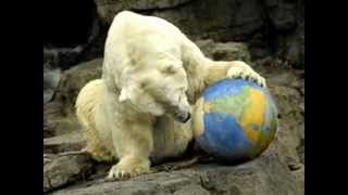 The Tragically Hip - Gus The Polar Bear From Central Park