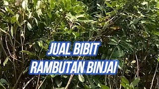 Jual Bibit rambutan BINJAI