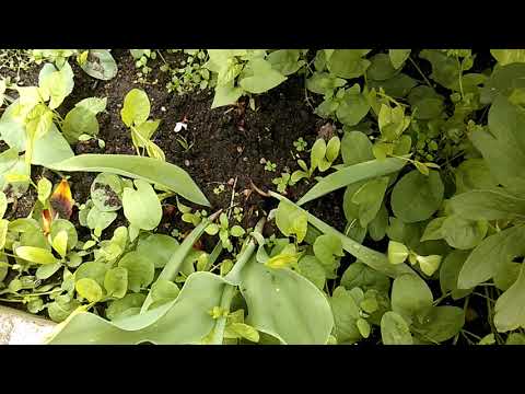 IM GARTEN | Dokumentation - Tag 51 | 16. 05. 2019