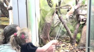 Olivia Binfield from Britain&#39;s Got Talent visits Durrell Wildlife park