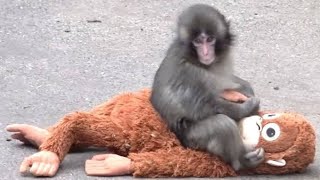 ✨ Modern Title:🐵💫 癒しの天使たちが大集合！赤ちゃんザルのキュートな日常にほっこりが止まらない🍌🌿BabyMonkey cute 🥺 🥰