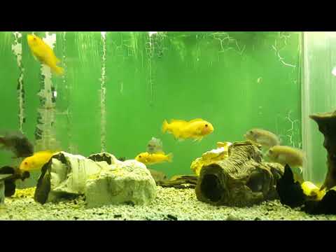 pseudotropheus zebra red-red/blue-red. aduld malawisee zebrabuntbarsche