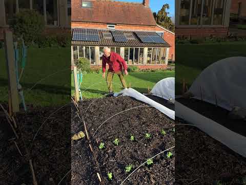 No-Dig Veg Spacing: Maximize Crops in One Bed