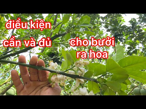 Điều kiện cần và đủ cho bưởi ra hoa