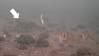 WALLEYES! Ice Fishing Mille Lacs Lake (Underwater Camera)