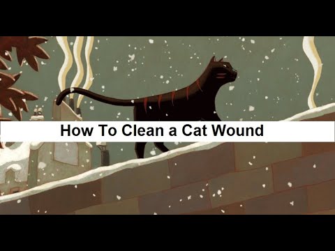 How To Clean a Cat Wound ( Disinfect The Wound ) '''' { Identifying The Wound } ''''