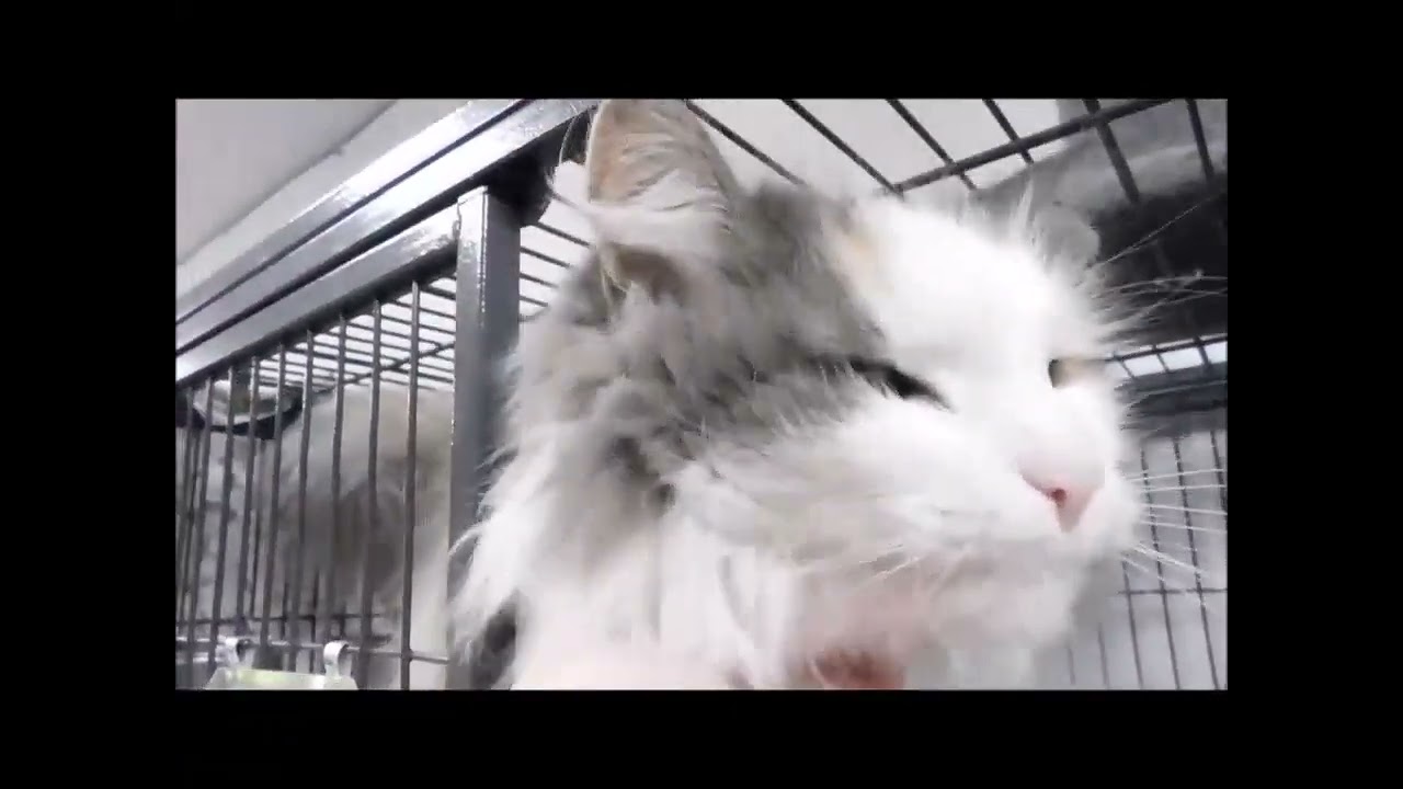 Enlarge SPAZ, a Adoptable Dilute Calico in Ironwood, MI video 3/3