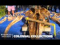 How Whale Specimens Get Devoured For The Smithsonian's 18,000 Bone Collection | Colossal Collections