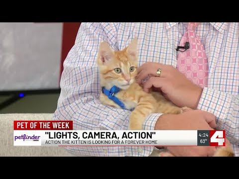 Meet Action! Our Pet of the Week - YouTube