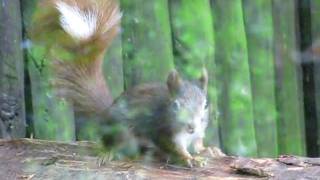 preview picture of video 'Eichhörnchen bei der Mahlzeit'