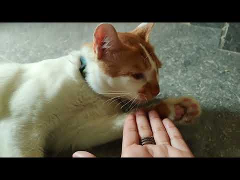 #callofduty #cat #catlover #shorts #catlife #catvideos #cutecat #entertainment #funny #fun