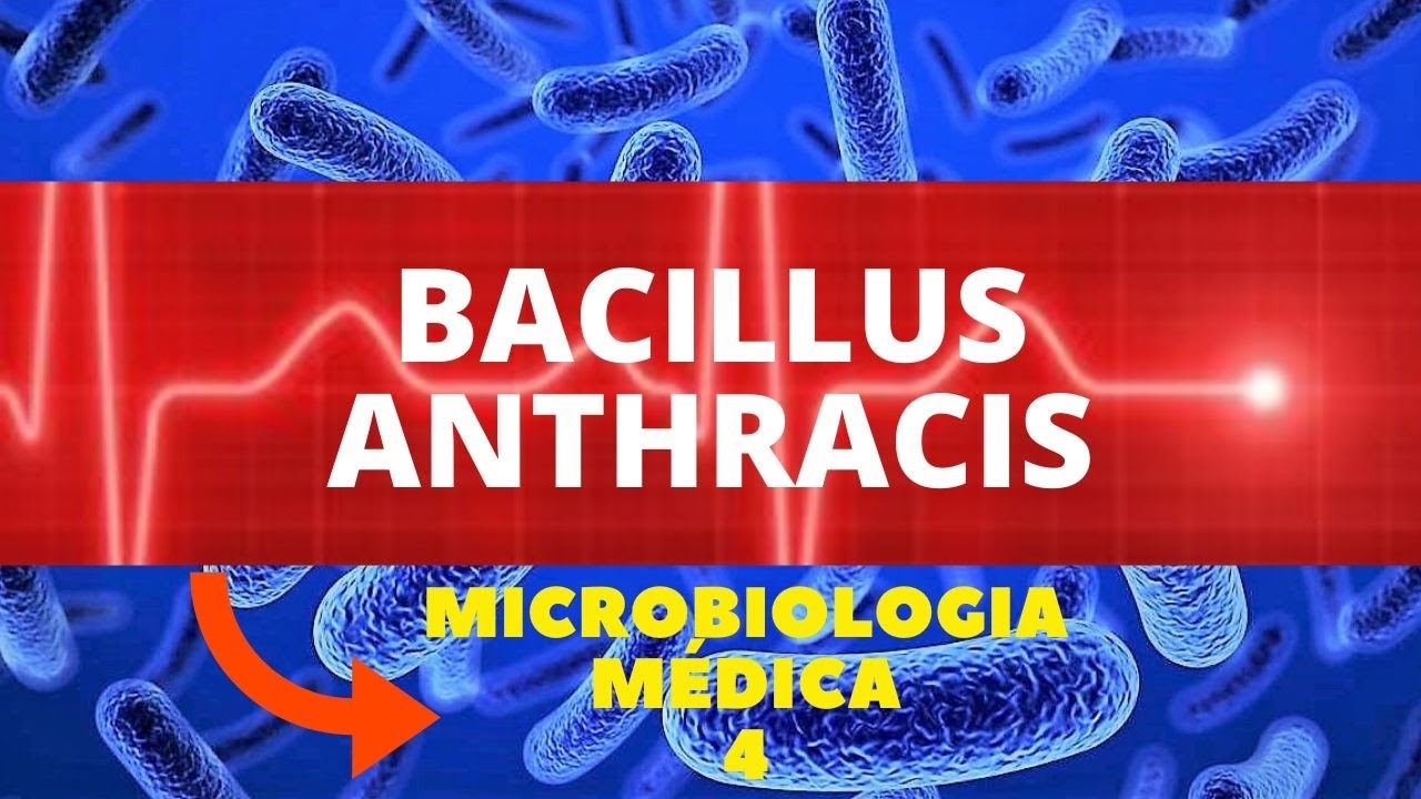 BACILLUS ANTHRACIS - MICROBIOLOGIA MÉDICA 4