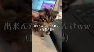 【癒し】可愛すぎる猫見つかる #猫 #癒し #癒し動画 #猫好きさんと繋がりたい #かわいい