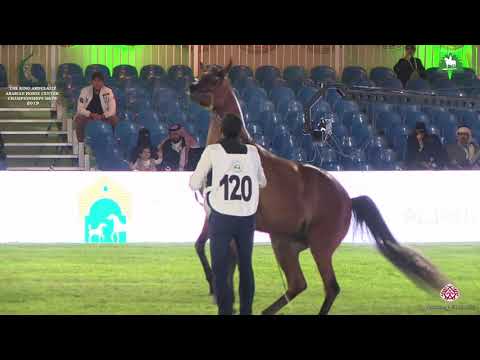 N 120 MORADA AL KHALED   KAAHC 2019   Fillies 3 Years Old Class 3A