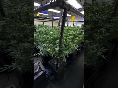 Flora día 30 cultivo de cannabis en sistema hidroponico recirculante
