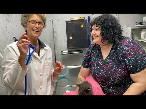 How to Give a Cat a Pill the Low Stress Way (with 2 people)