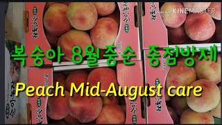 복숭아 8월 중순은 어떻게 관리하나? Peach Mid-August care