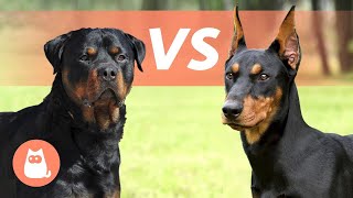 Rottweiler VS Doberman 🐶 Lequel choisir 