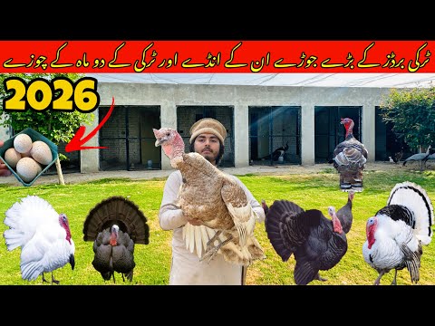 Turkey Bird Breeder Pair 2026 Turkey Bird 2 or 3 month Chicks #petlover #petvlog