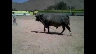 BLUE DEMON, (a) azulejo en el menelik