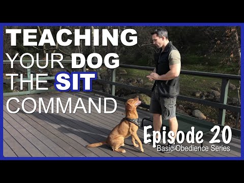 Easily Teach Your Dog the Sit Command. Episode 20