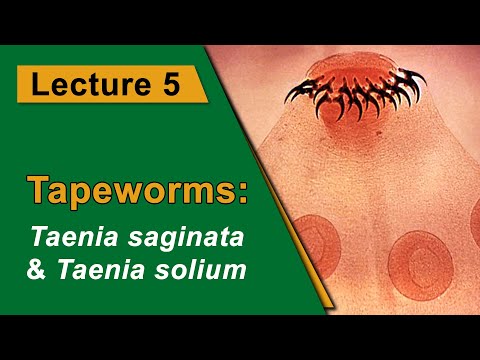 Teniasis teniarinhoses. A bika láncának rögzítése. O que e giardia lambria