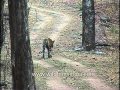 Me The Lonely Tiger I Walk Alone