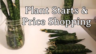 Plant Starts & Price Shopping