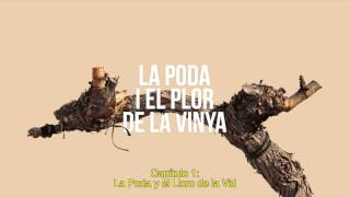 EL CICLE VEGETATIU DE LA VINYA (Part 1 de 6)