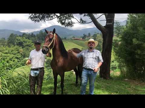 Presentación de Abel de Mi Capricho en CompraSaltos (Mellizo de Kain de Mi Capricho)