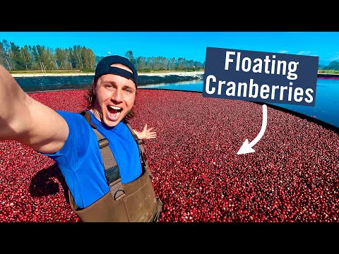CRANBERRY HARVESTING - Why do they flood the fields?